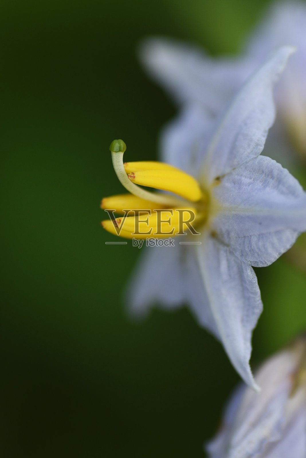 卡罗莱纳horsenettle花。照片摄影图片