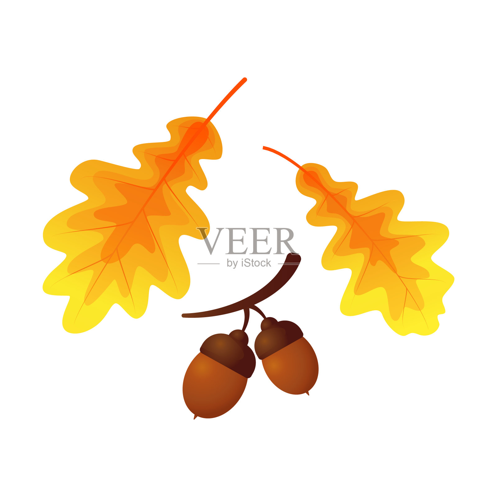 秋天黄色的橡树叶、橡子，孤立在白色的背景上设计元素图片