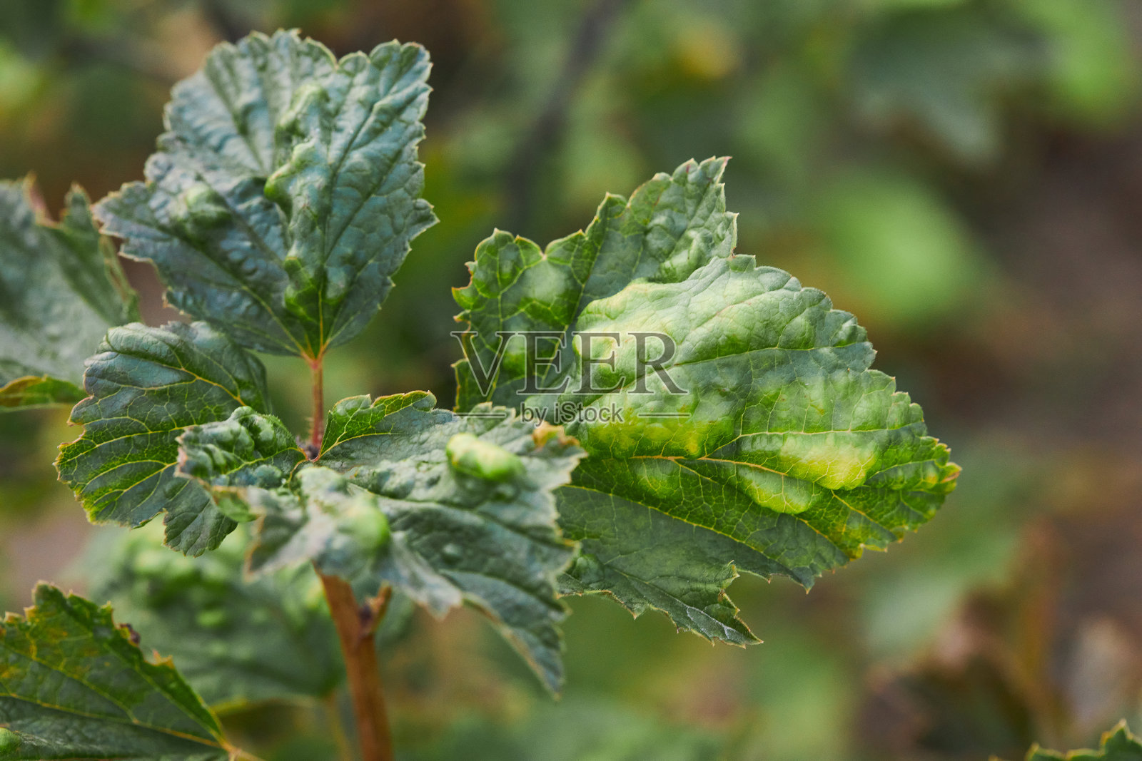 醋栗灌木扭曲的叶子带有炭疽病的迹象照片摄影图片