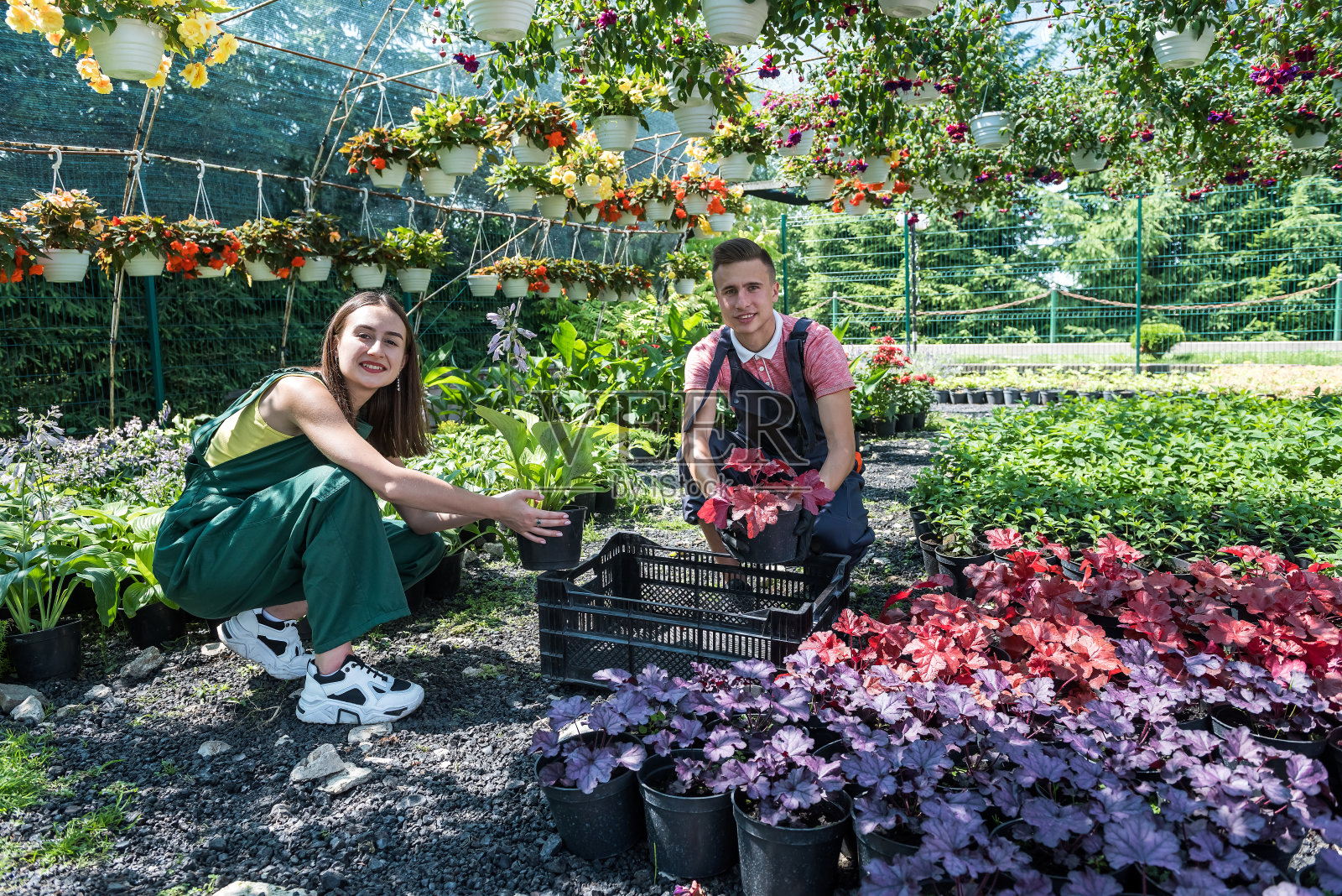 年轻幸福的花匠夫妇在花房照顾鲜花照片摄影图片
