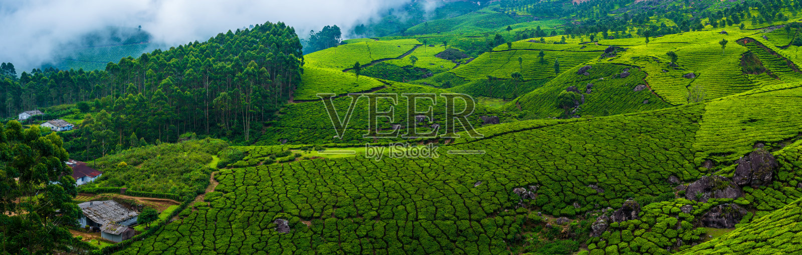 在印度喀拉拉邦穆纳尔附近的山上，全景美丽的茶园。照片摄影图片