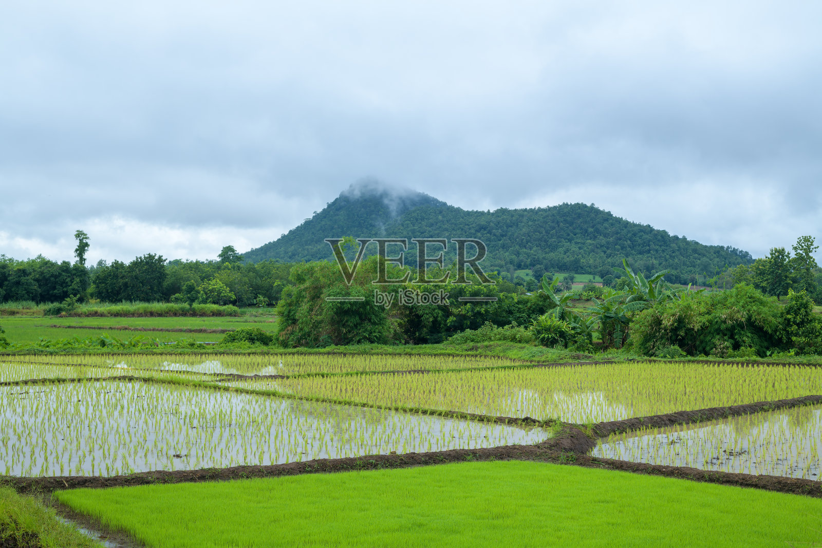 美丽的绿色稻田与山脉照片摄影图片