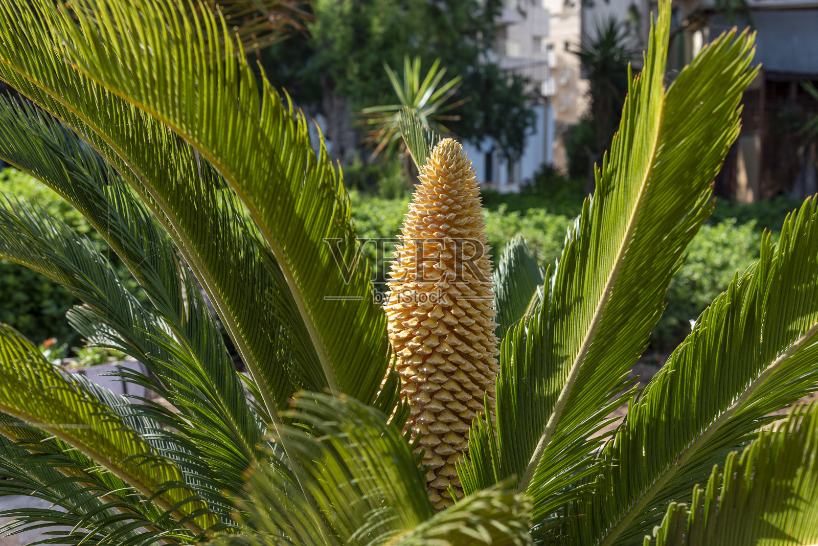 苏铁的花，大的花粉在苏铁西米棕榈树上面照片摄影图片