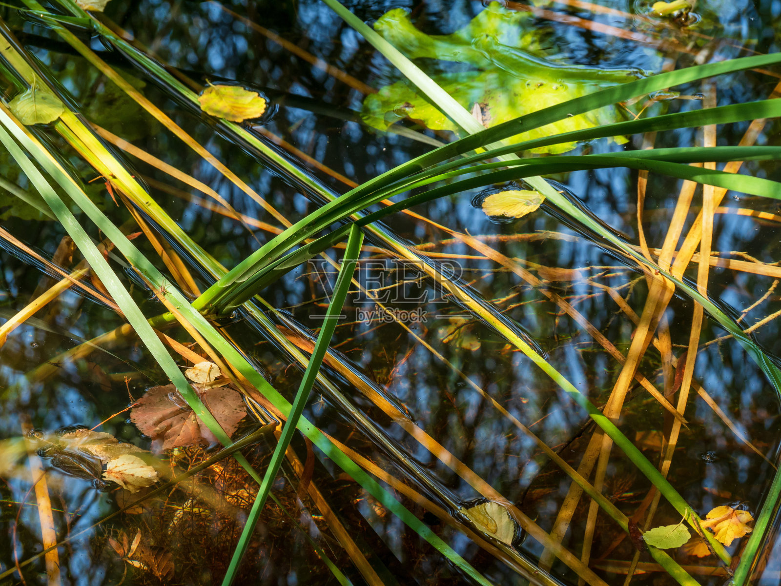 水生植物的特写镜头照片摄影图片