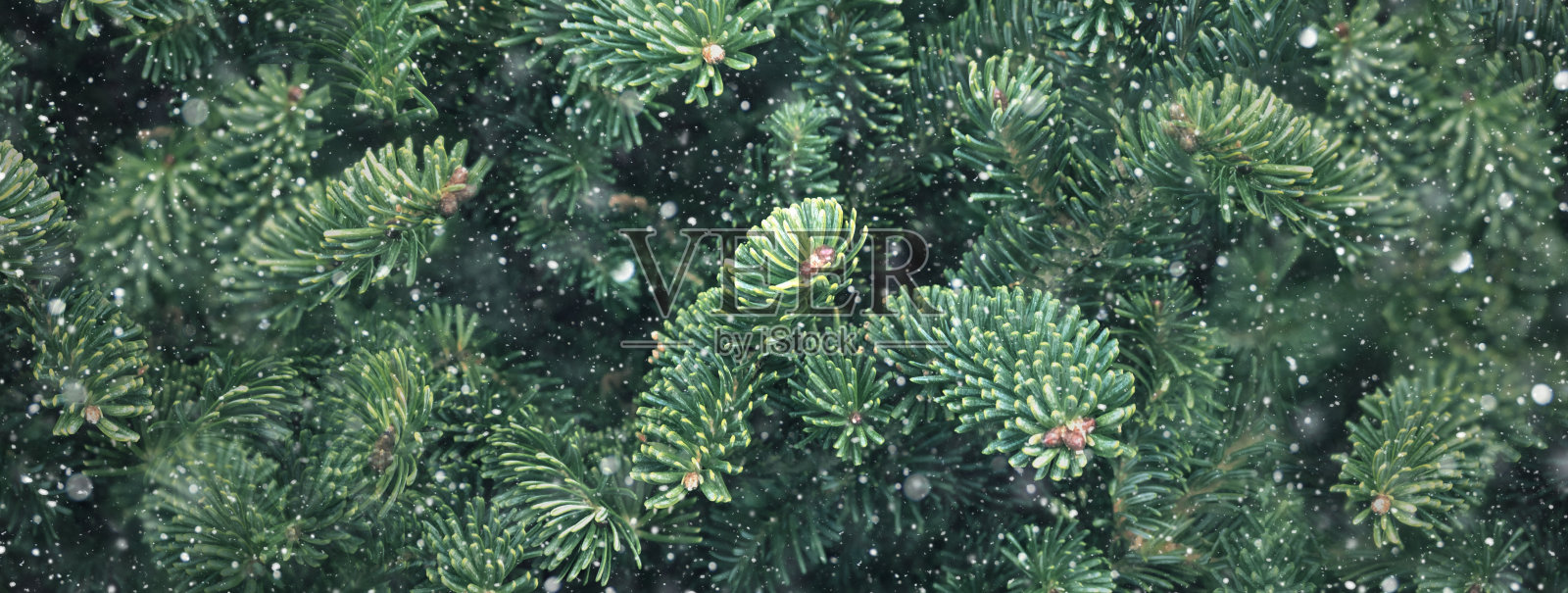 圣诞节道格拉斯冷杉树枝和雪纹理背景，松树树枝与雪花接近水平背景照片摄影图片
