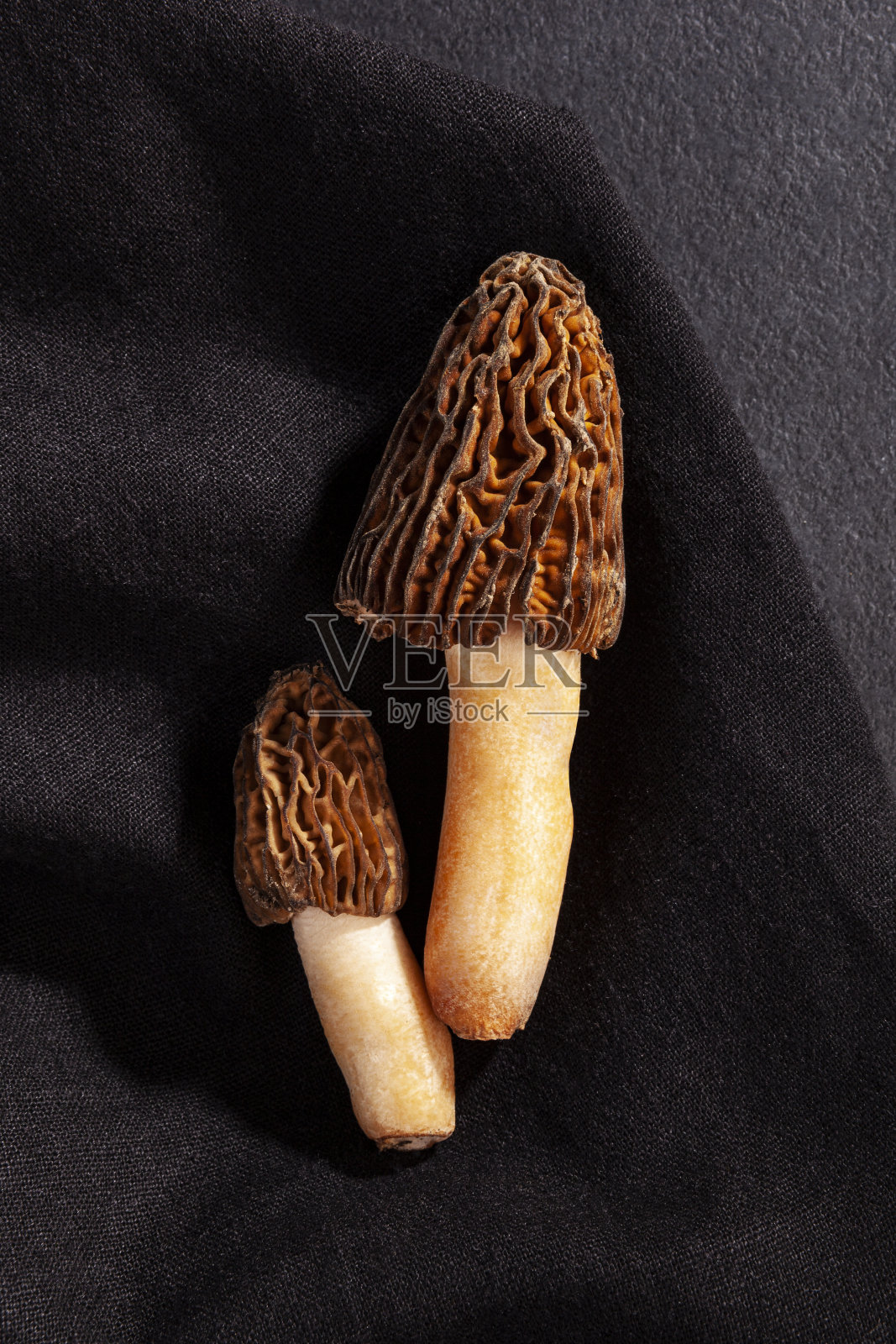 波希米亚Verpa -可食用和美味的生蘑菇。照片摄影图片