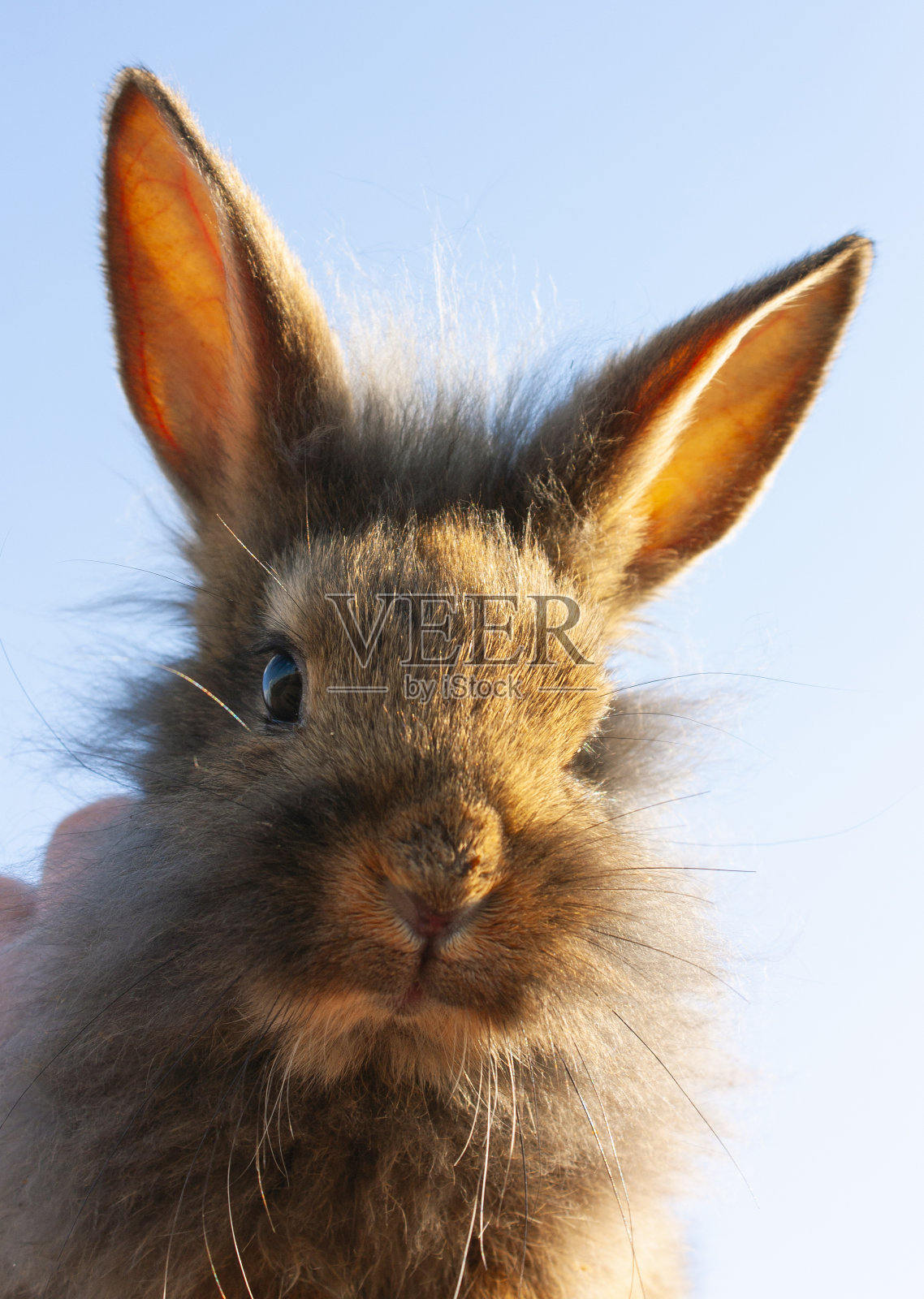 灰色的兔子照片摄影图片