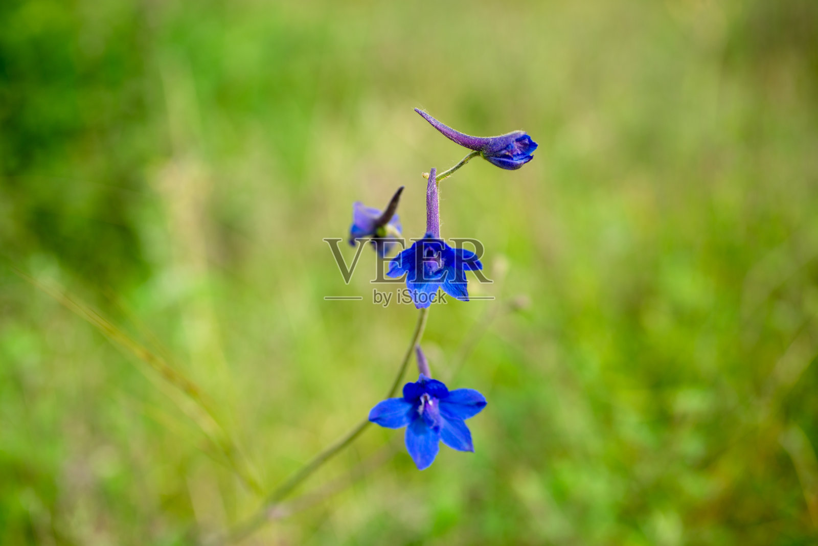 特写野生飞燕草蓝色花朵。照片摄影图片