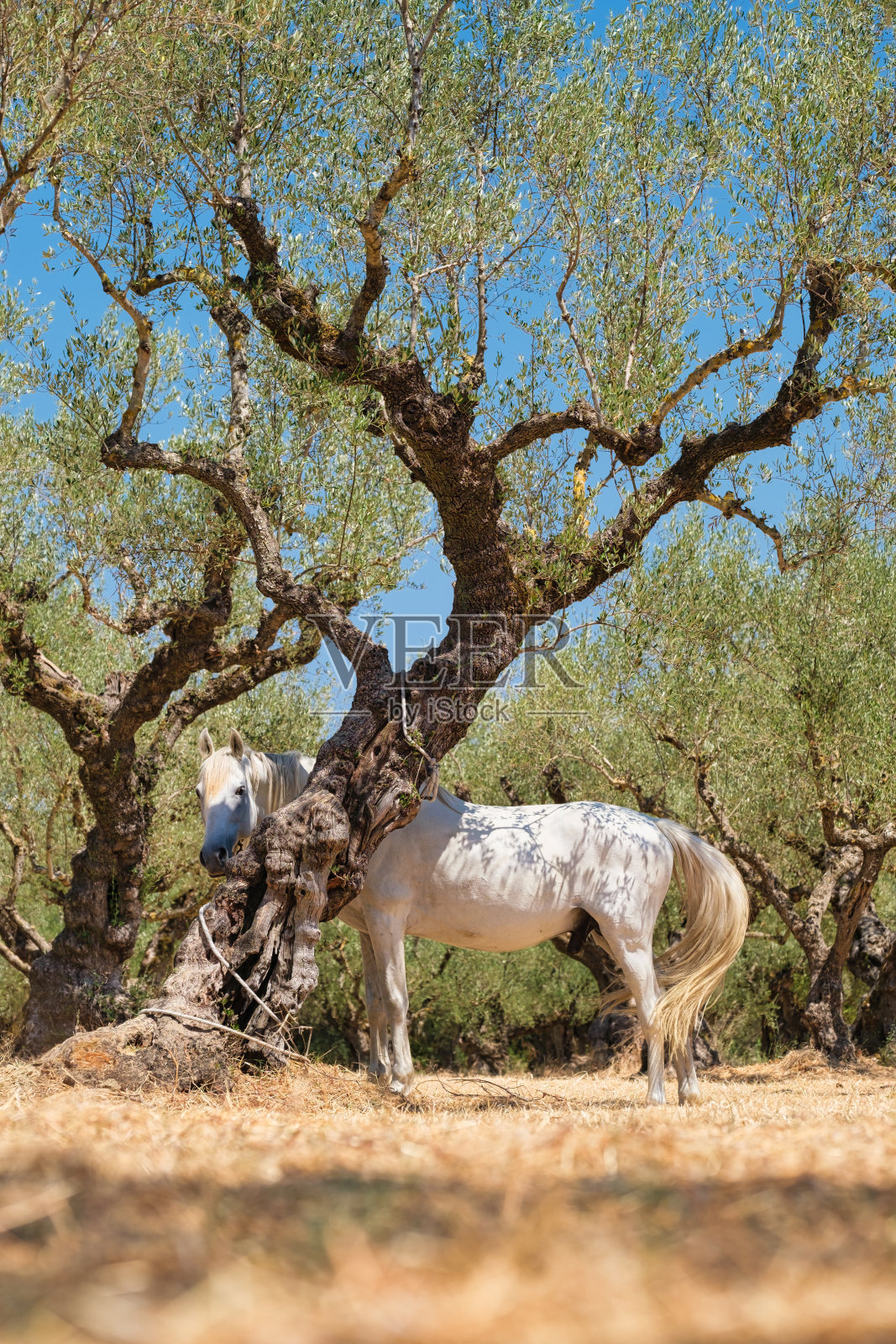 橄榄森林里的一匹马。夏天的风景与动物。农场和农业。照片摄影图片