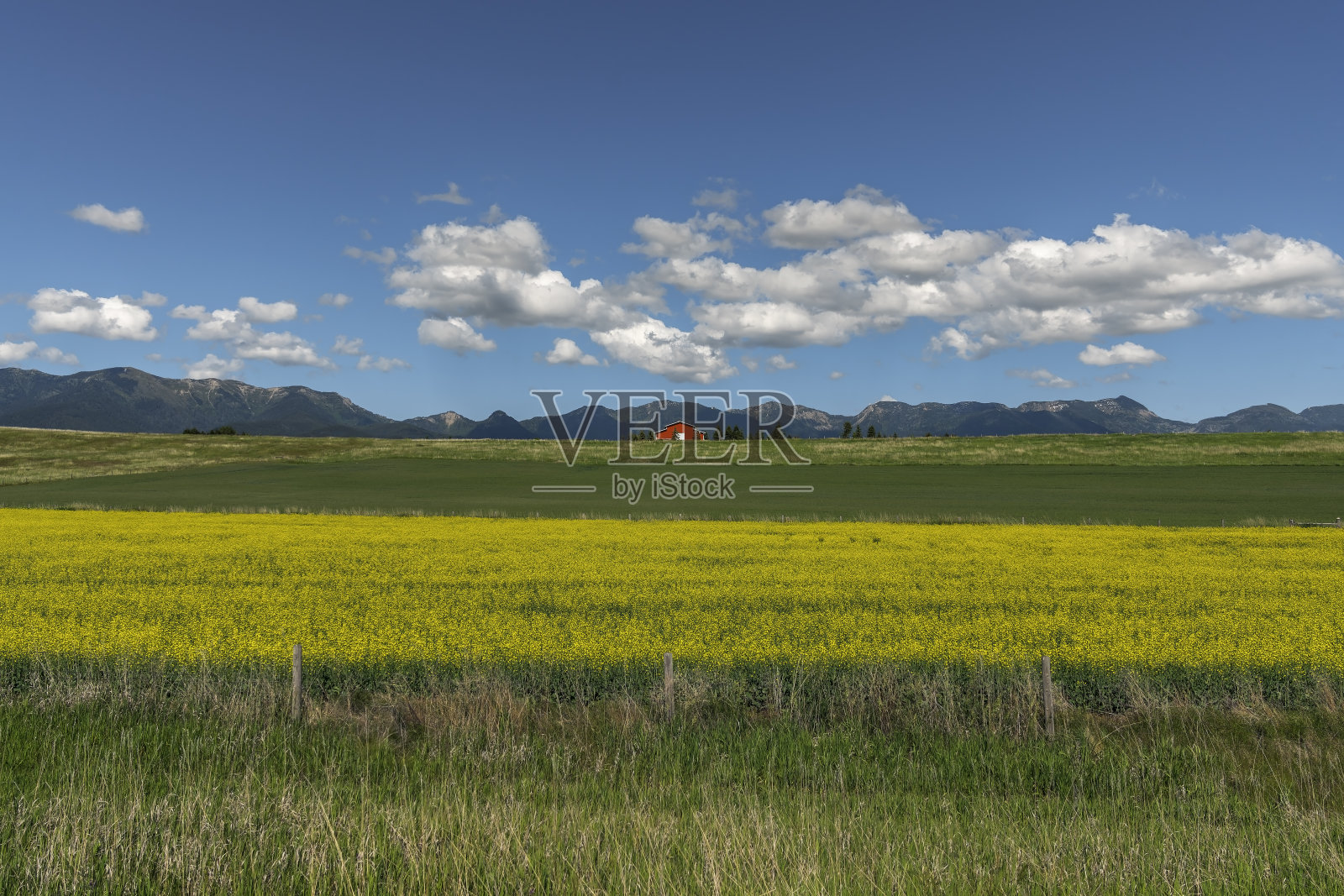 蒙大拿州乡村景观的广角，山上有红色的谷仓和黄色的田野花朵照片摄影图片