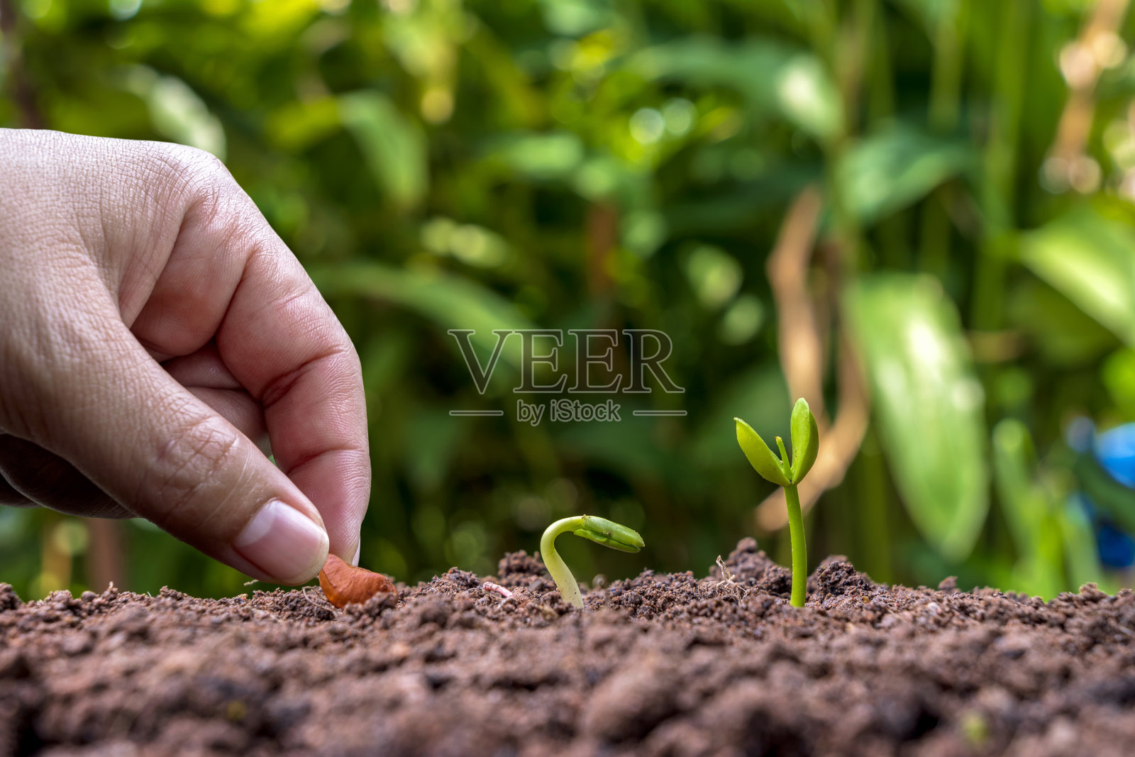 按发芽或植物生长的顺序在土壤中种植植物，以及按土壤种植的想法手工种植植物。照片摄影图片