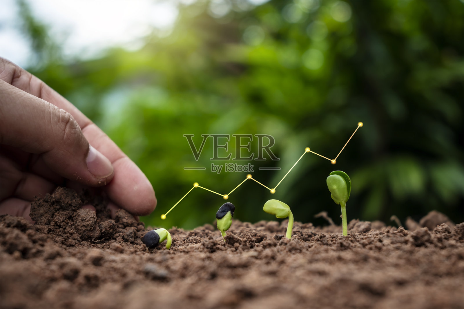 植物在土壤上生长和植物生长的图表，植物生长的概念。发芽的顺序照片摄影图片