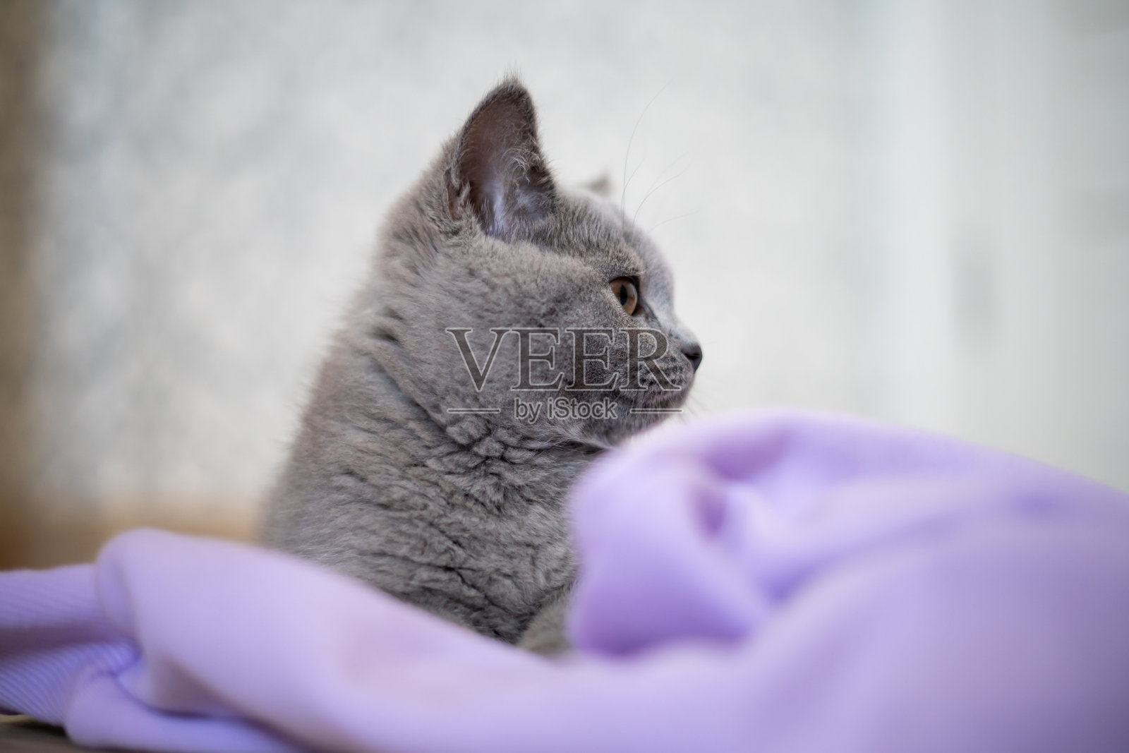 一只小灰猫的肖像躺在紫色的毯子上。照片摄影图片