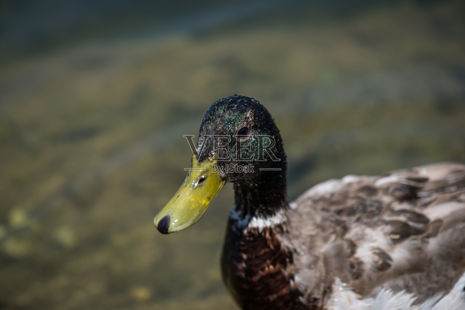 一只雄性绿头鸭的特写镜头照片摄影图片