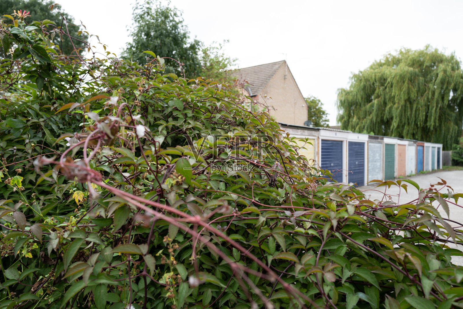 在伦敦的一个住宅区看到的一个杂草丛生的篱笆的浅焦点。照片摄影图片