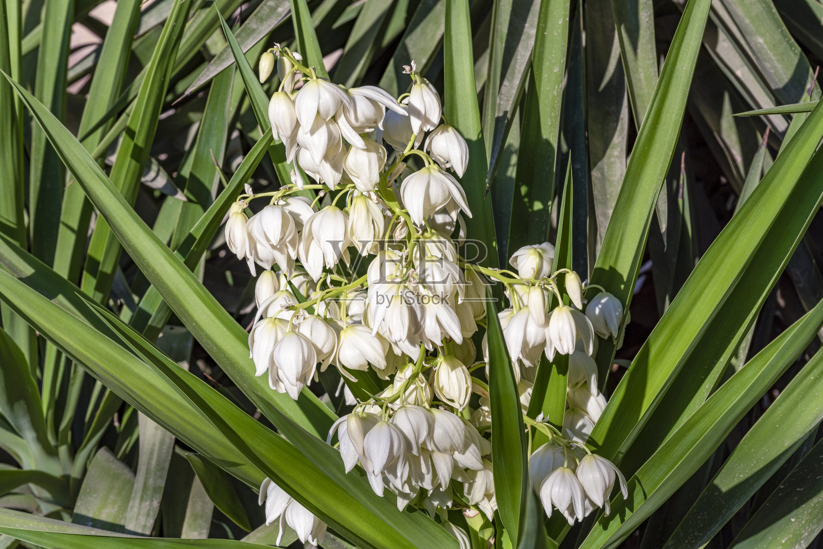 盛开的丝兰。丝兰植物的白色花朵。照片摄影图片