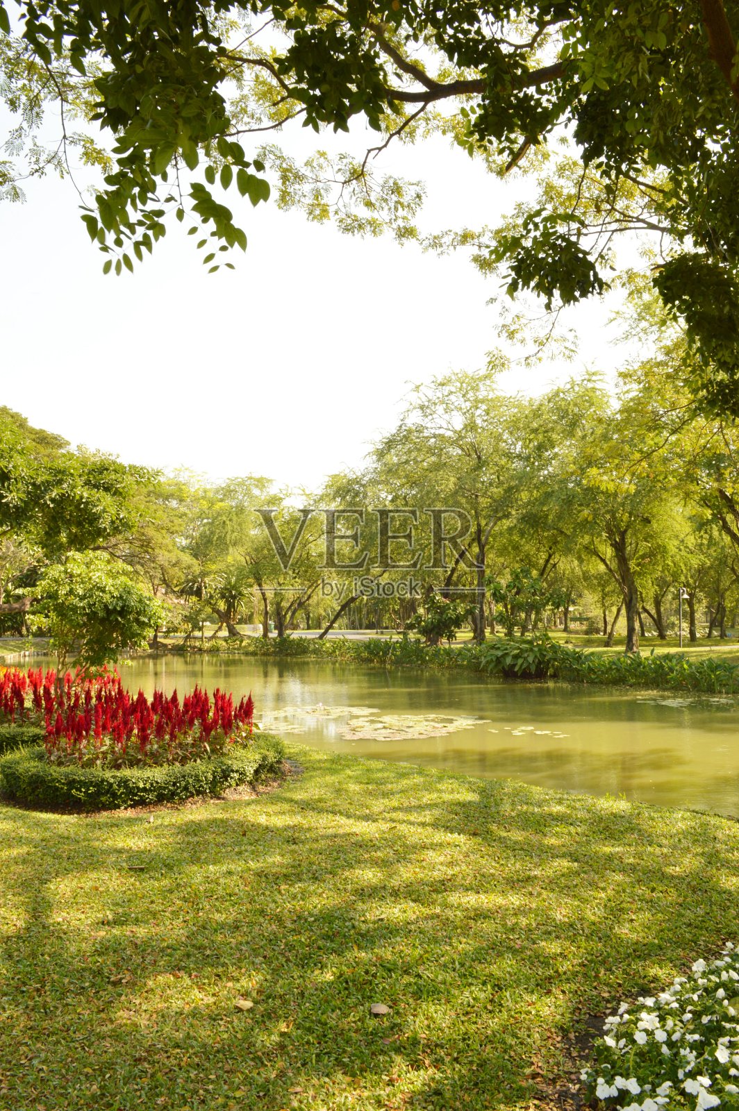 泰国的自然花园照片摄影图片