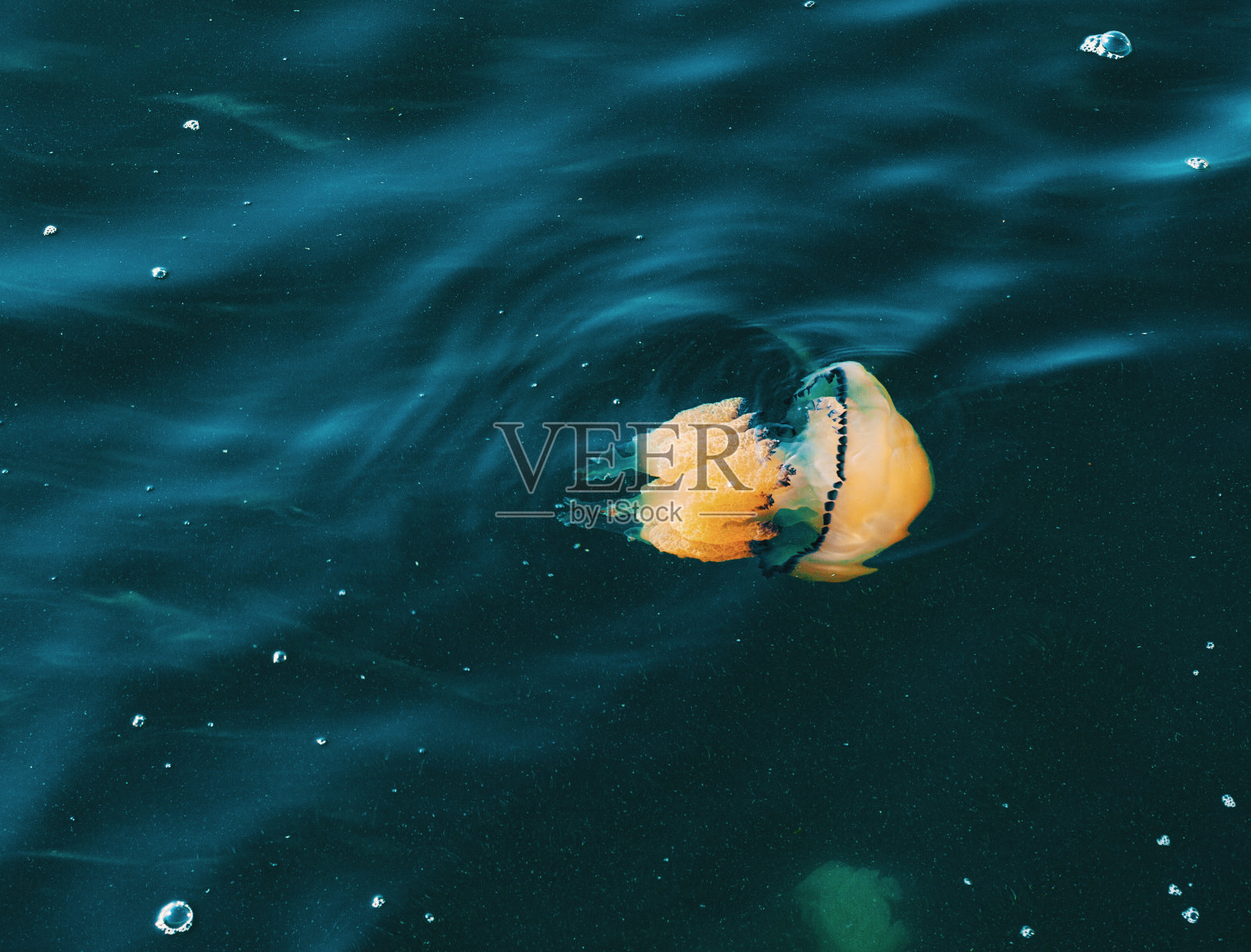 一种桶形水母，根口水母，在地中海水下照片摄影图片