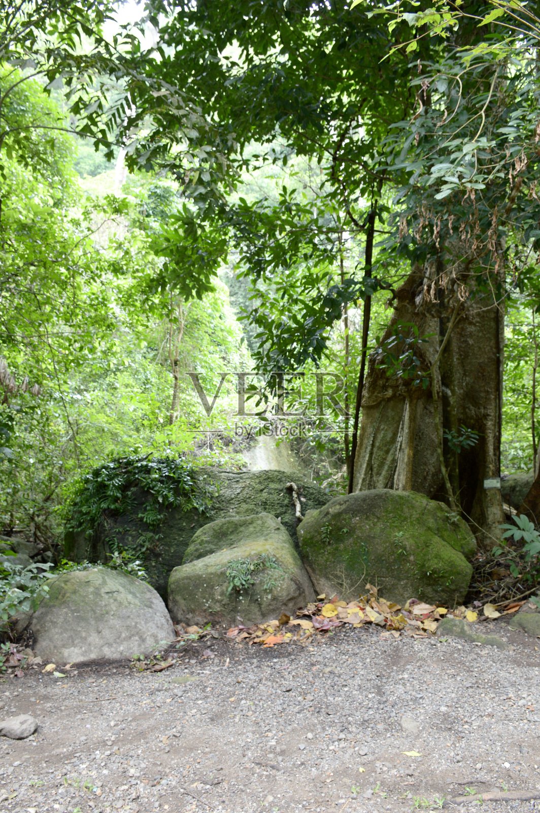 泰国的自然森林照片摄影图片