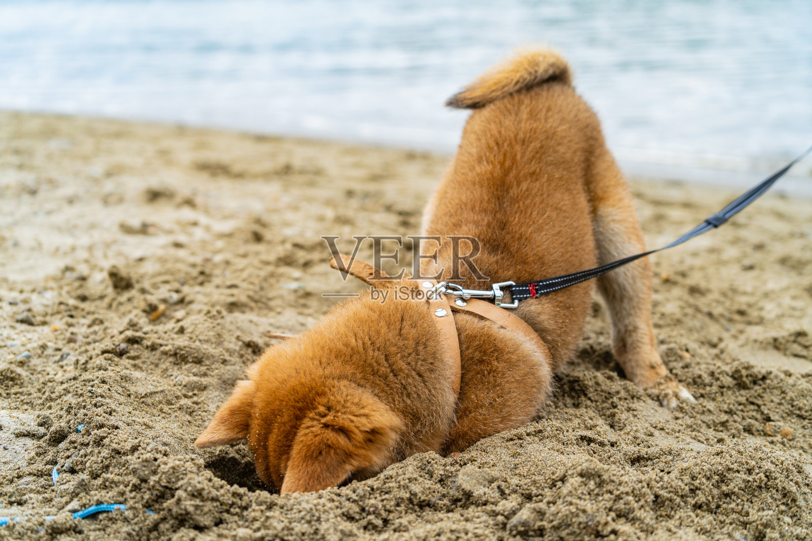 小柴犬在河边的沙滩上玩耍照片摄影图片