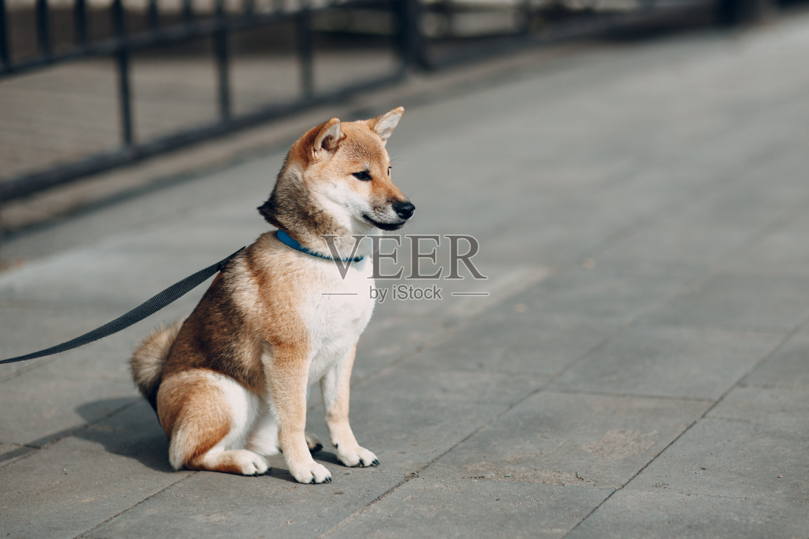 柴犬户外宠物日本国犬照片摄影图片