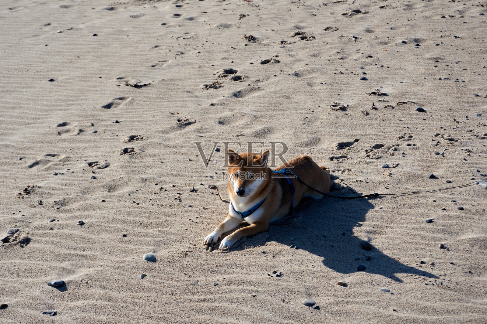 芝麻柴犬躺在沙滩上照片摄影图片