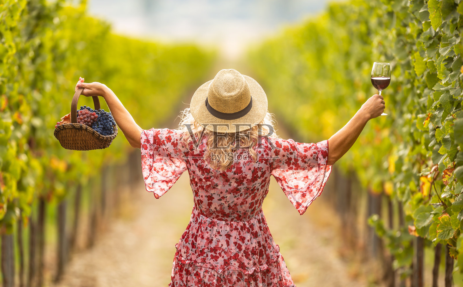 一个戴着草帽的女人举起手来，端着一杯美味的红酒和一篮子葡萄。她穿过一个葡萄园。照片摄影图片