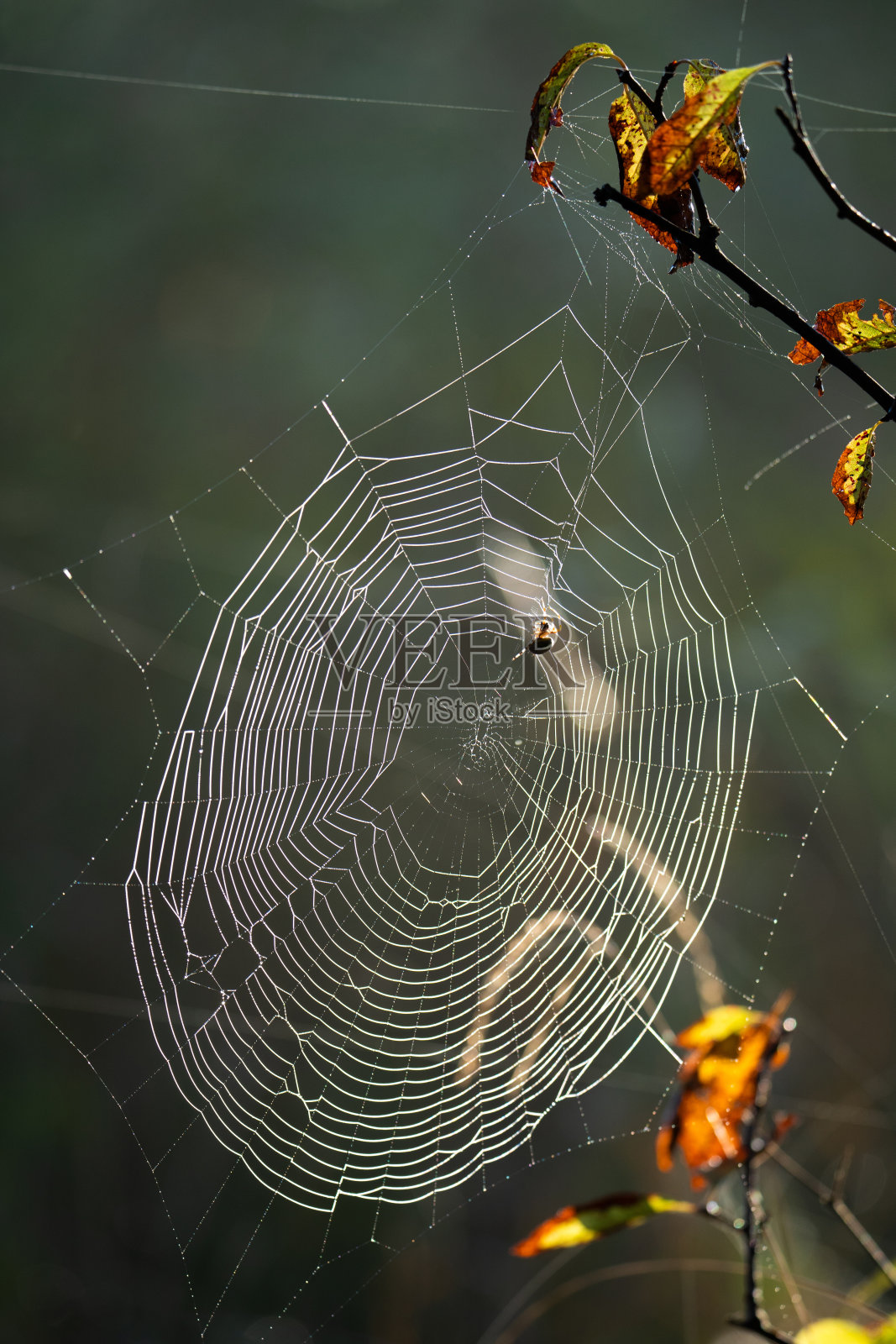 树枝上的蜘蛛网照片摄影图片