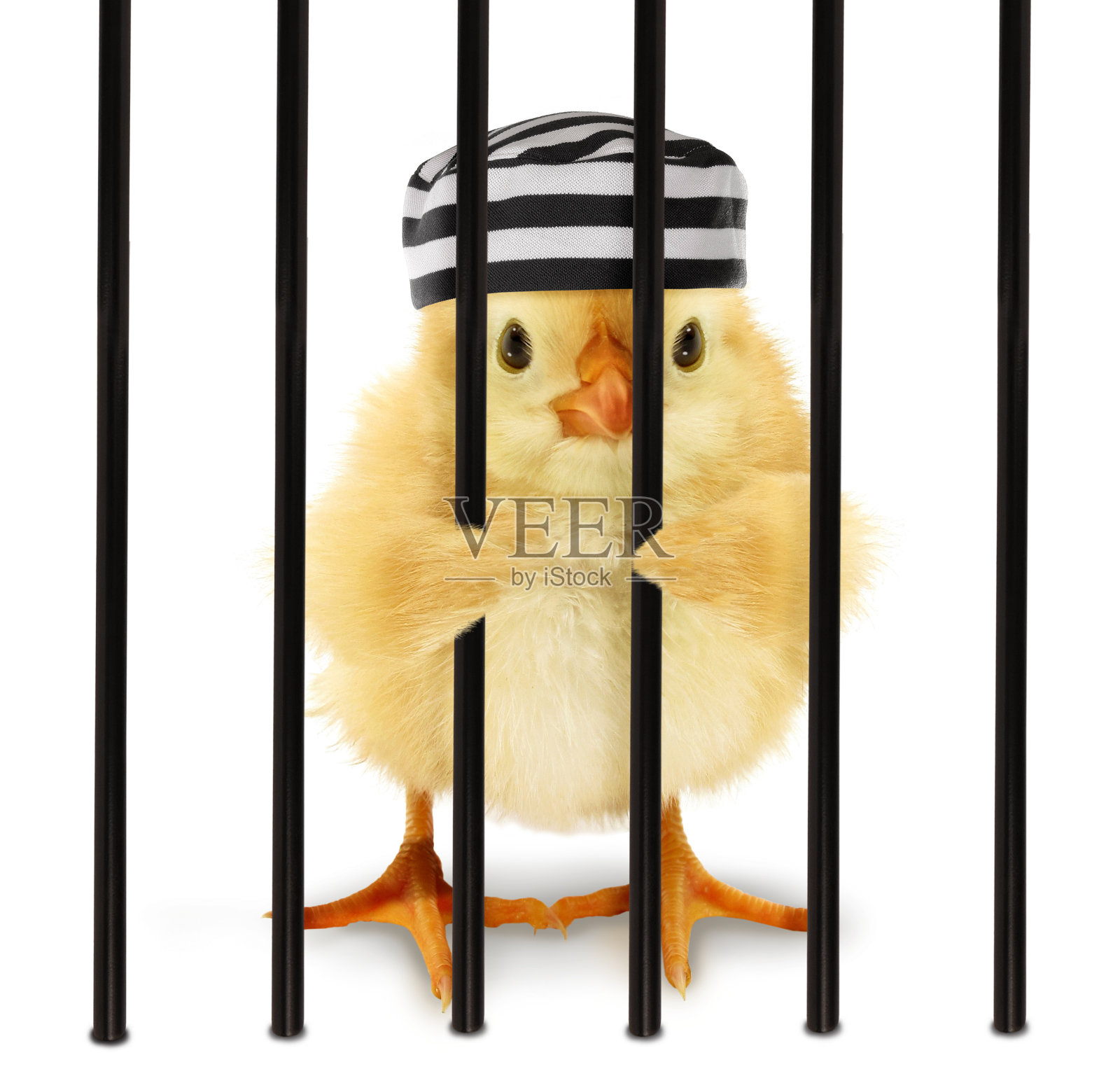 可爱酷的小鸡囚犯与条纹帽在笼子后的铁栏有趣的概念形象。有趣的小动物监狱概念照片摄影图片