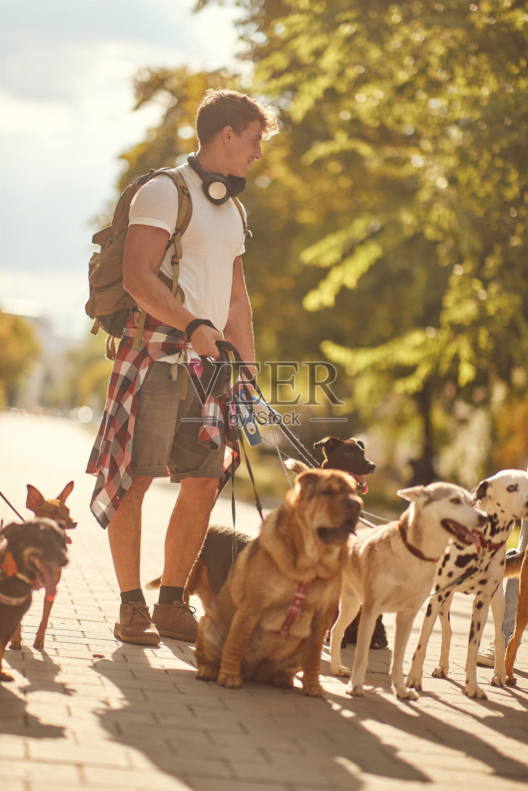 带着一群狗在户外散步的专业人士照片摄影图片