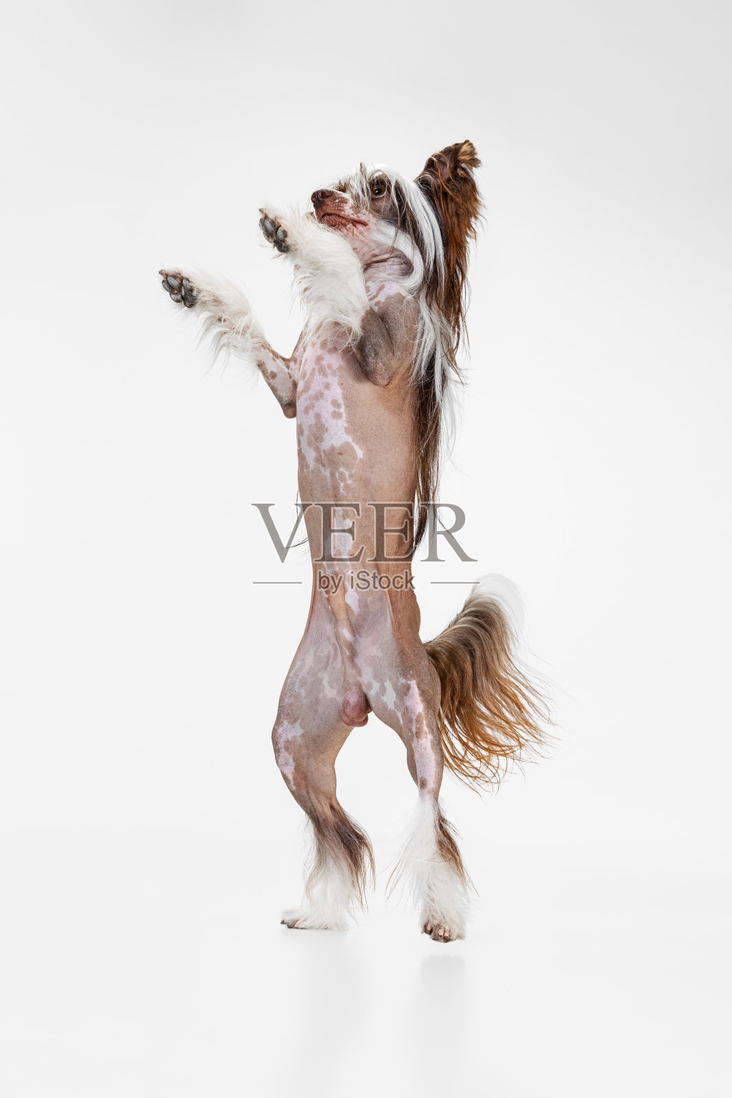 一只美丽的纯种狗，中国冠毛犬用后腿站立在白色的摄影棚里。照片摄影图片