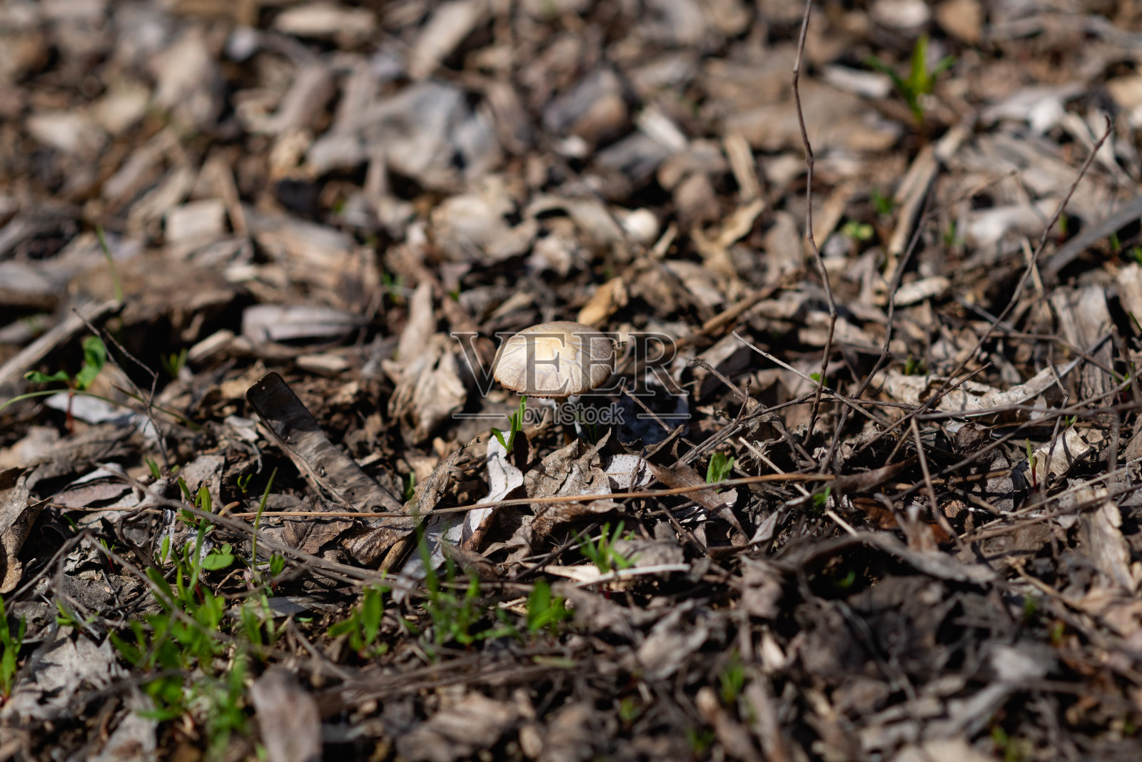 黑色土壤中的秋季小蘑菇，地下森林中带帽的褐色小生物照片摄影图片