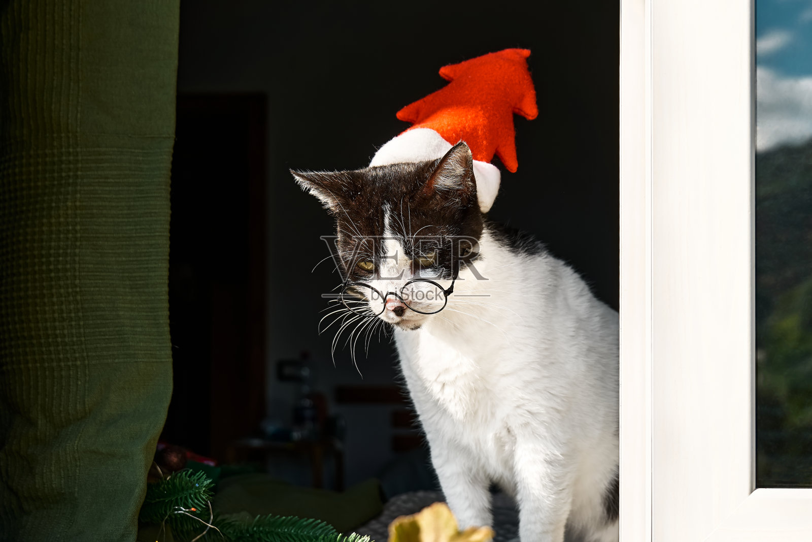 可爱的黑白相间的猫，戴着红色的圣诞帽，戴着红色的圣诞眼镜，目不转睛地看着敞开的窗户。照片摄影图片