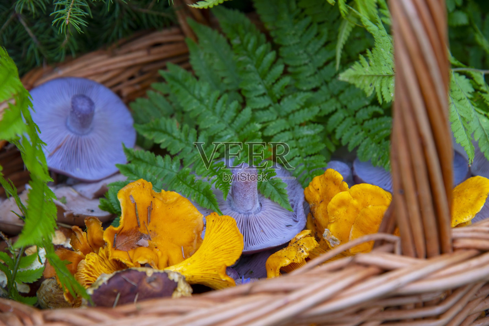 柳条篮子里五颜六色的蘑菇。照片摄影图片