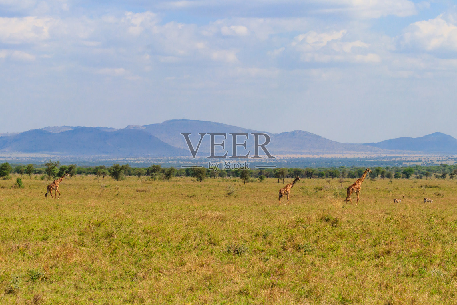 坦桑尼亚塞伦盖蒂国家公园大草原上的长颈鹿。东非坦桑尼亚的野生自然照片摄影图片