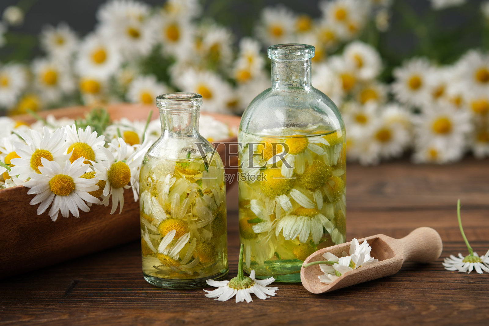 瓶洋甘菊精油或输液，一束洋甘菊和一碗雏菊花作为背景。替代草药。芳香疗法。照片摄影图片