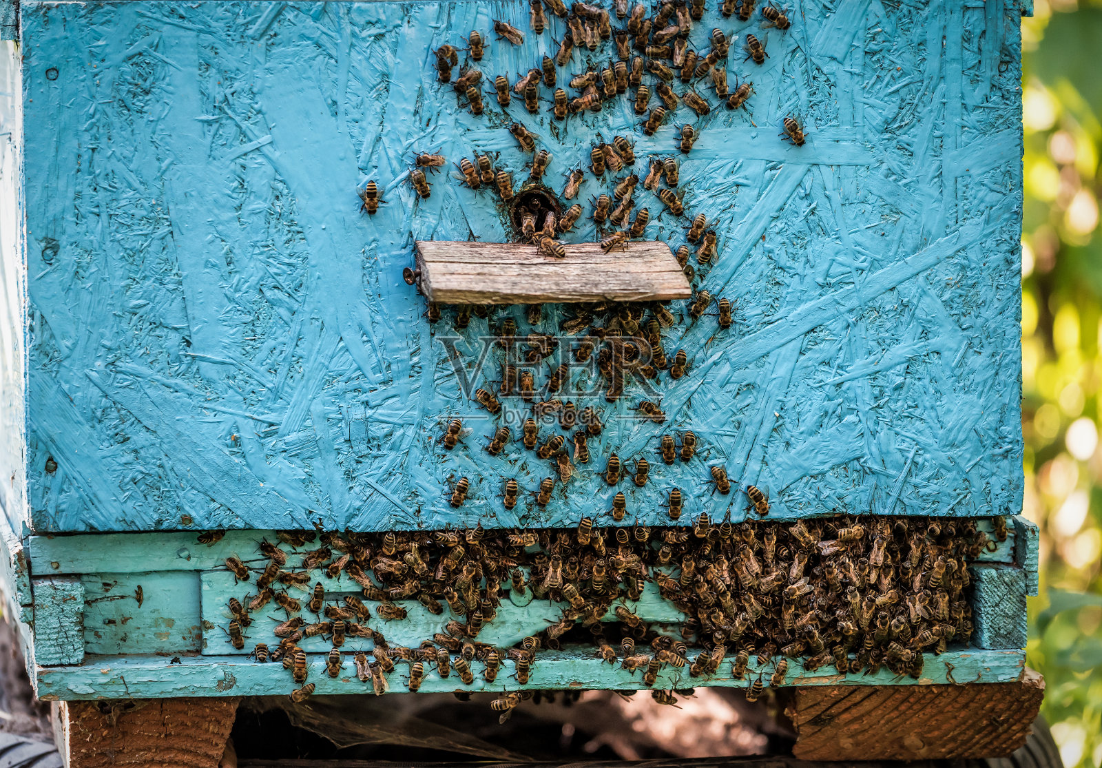 蜜蜂在蜂箱出口成群结队照片摄影图片