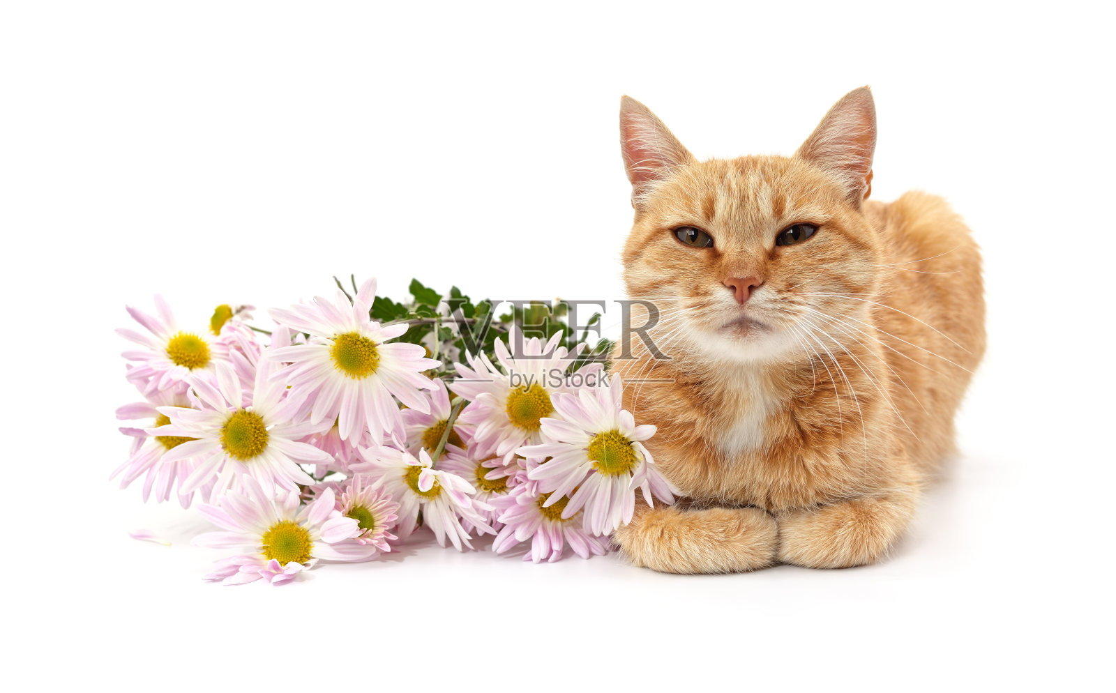 小猫与雏菊。照片摄影图片
