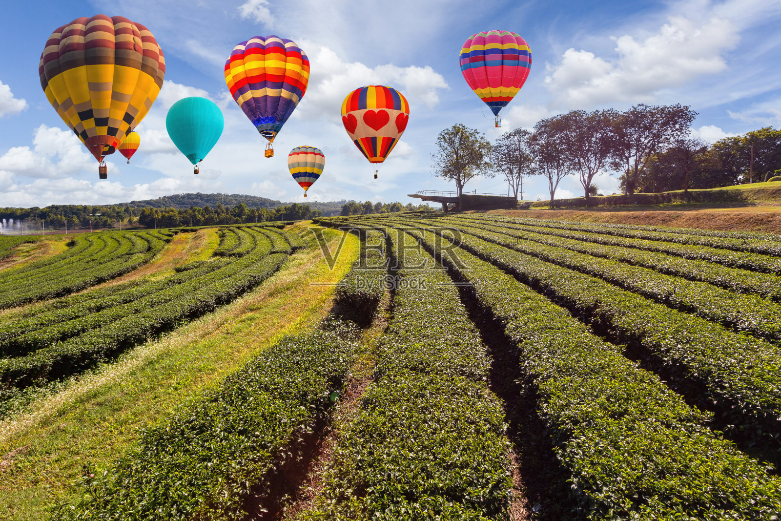 多彩的热气球在泰国清莱省湄赞区美丽的农业旅游景点之一的翠芳绿茶种植园上空飞行照片摄影图片