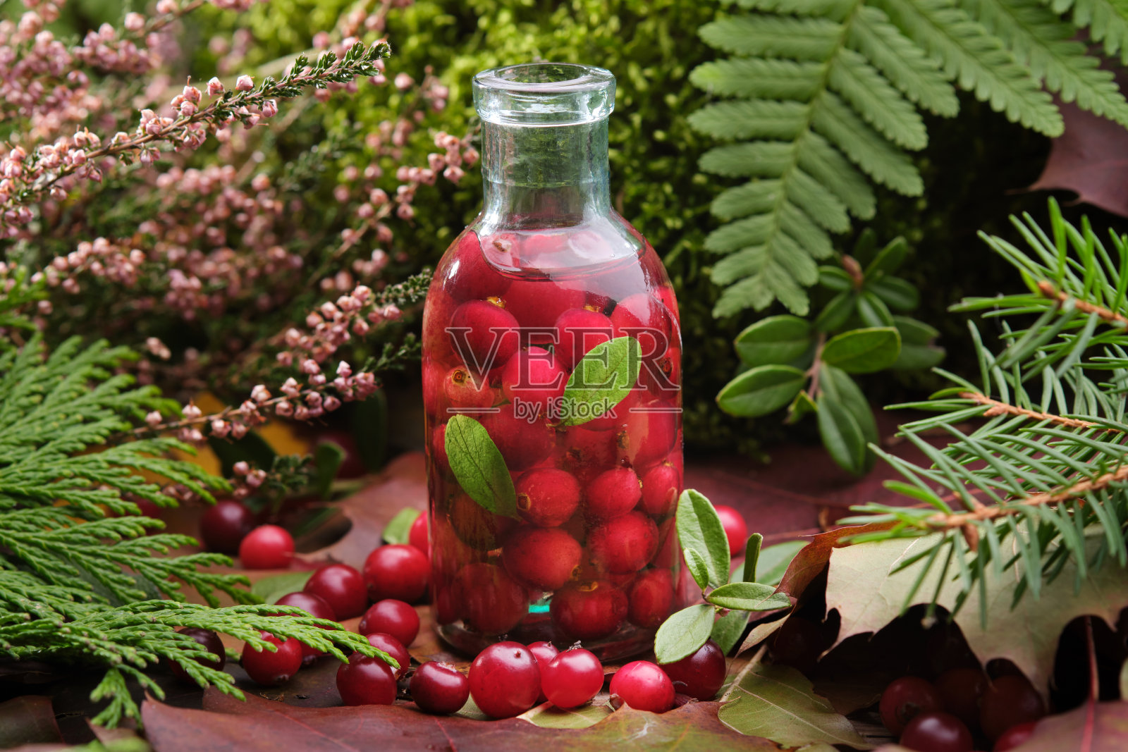 一瓶蔓越莓酊剂或浸泡在户外的森林。苔藓，草药和治疗植物。替代草药。照片摄影图片