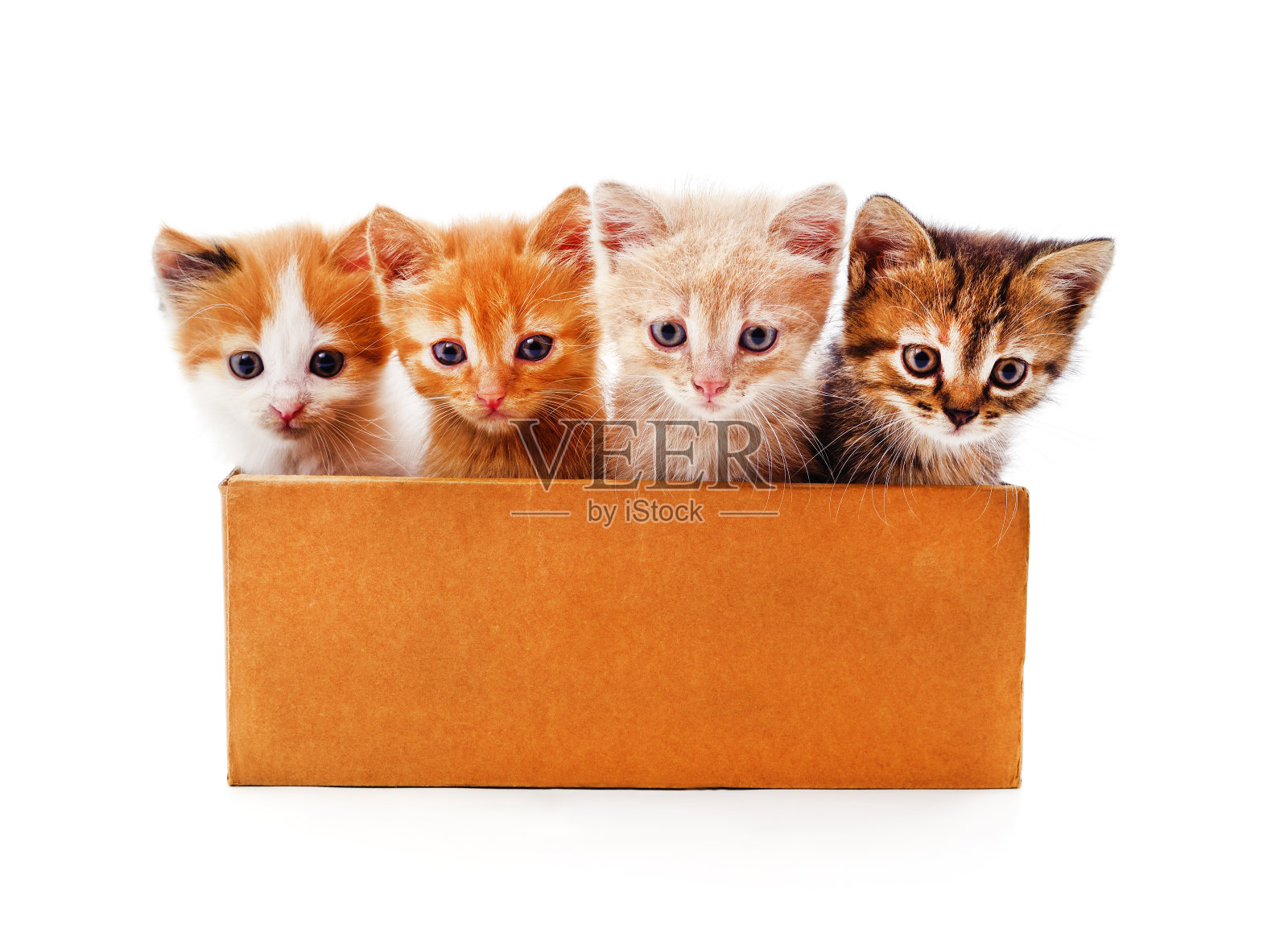 四只小猫在一个盒子里。照片摄影图片