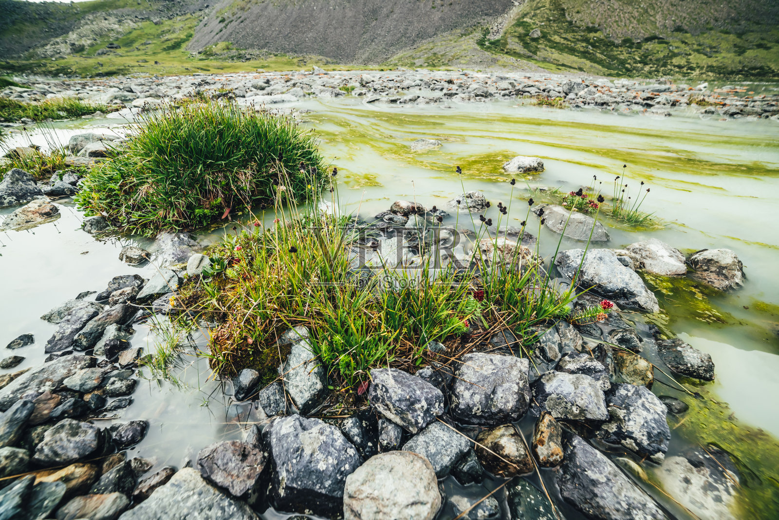 绿色的草和美丽的花在石头之间的生动的高山景观积水的湖。明亮的山景和高地的野生植物群。高山湖泊植物景观。照片摄影图片