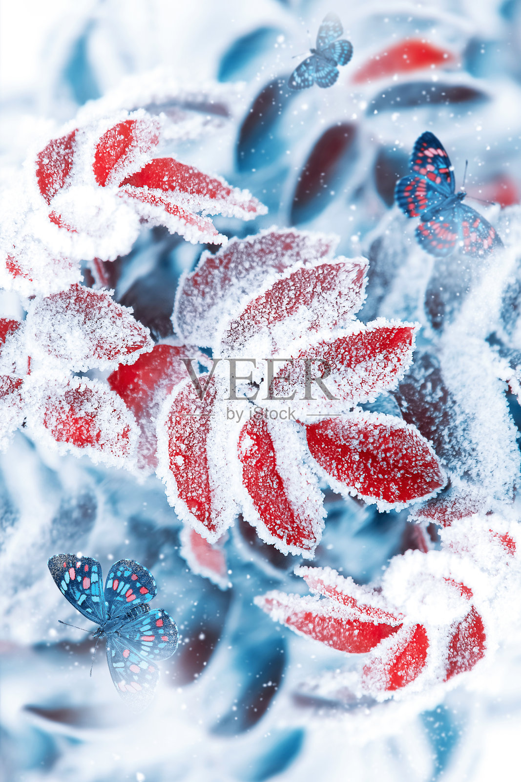 自然冬春背景。红色和蓝色的树叶和蝴蝶在雪和冰。冬季仙境。照片摄影图片