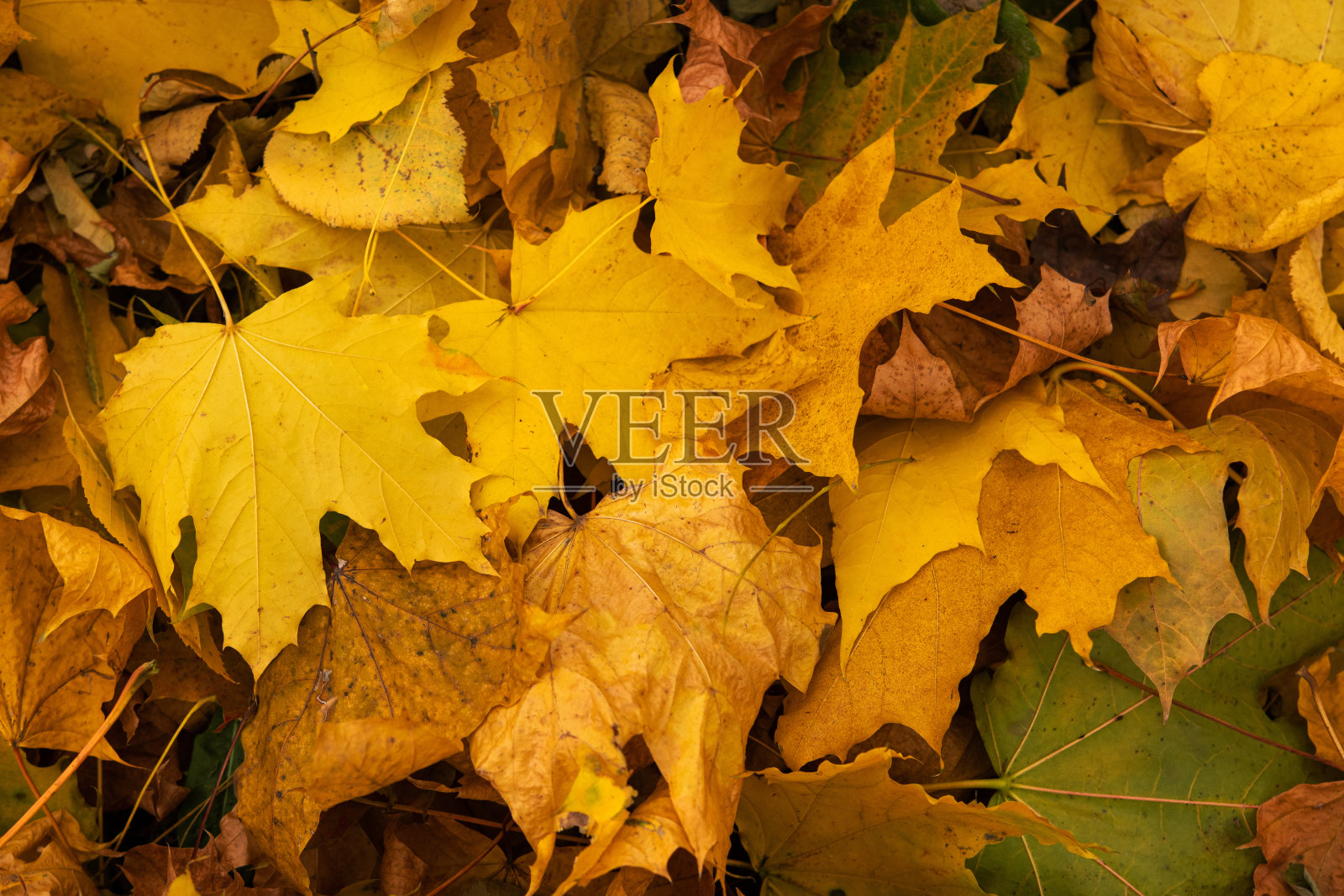 秋叶背景特写。照片摄影图片