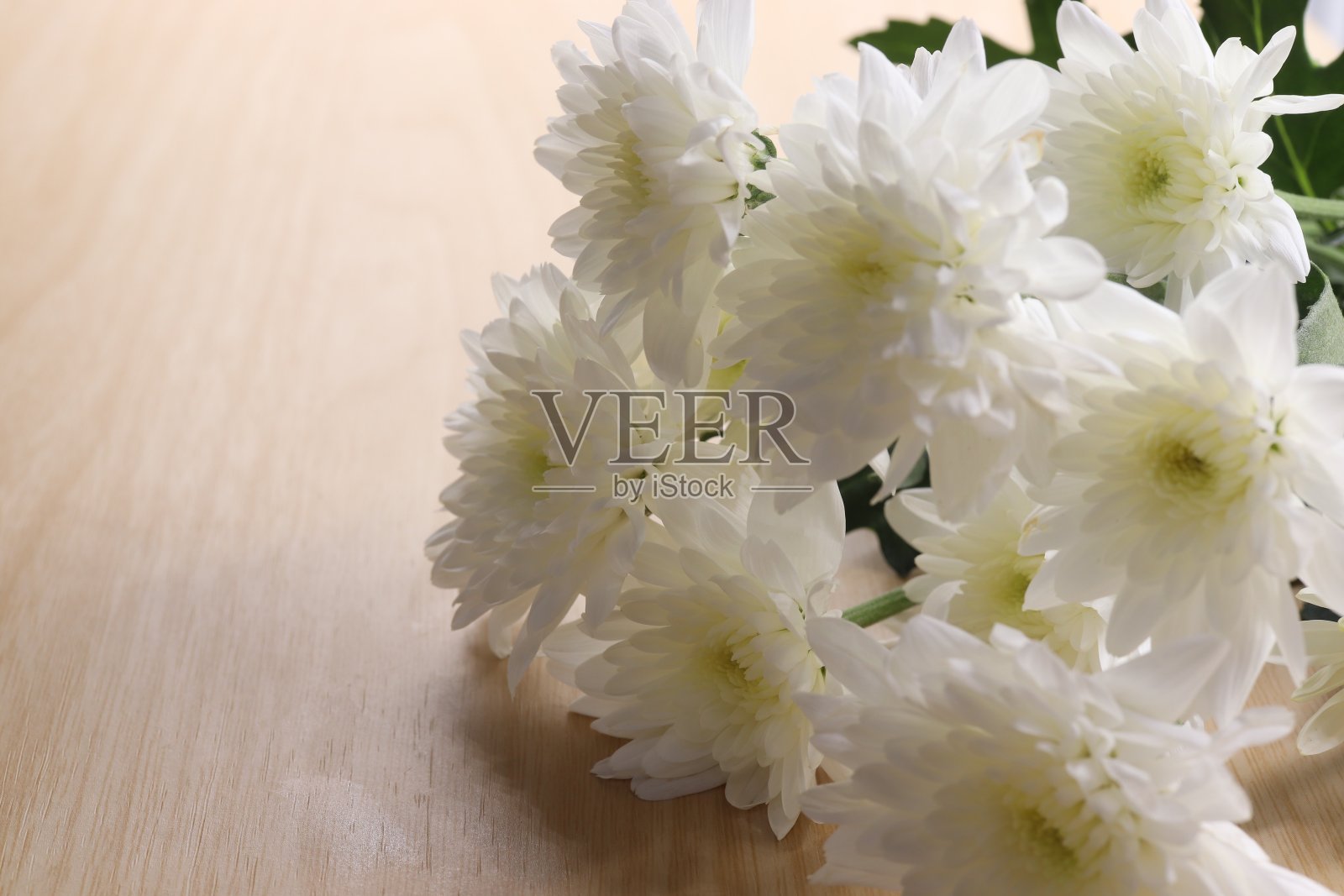 选择聚焦白色菊花木制背景照片摄影图片
