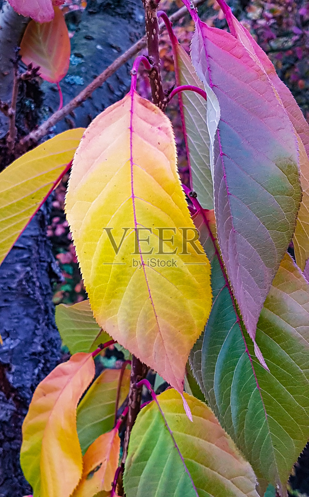 秋天带来了美丽多彩的树叶照片摄影图片