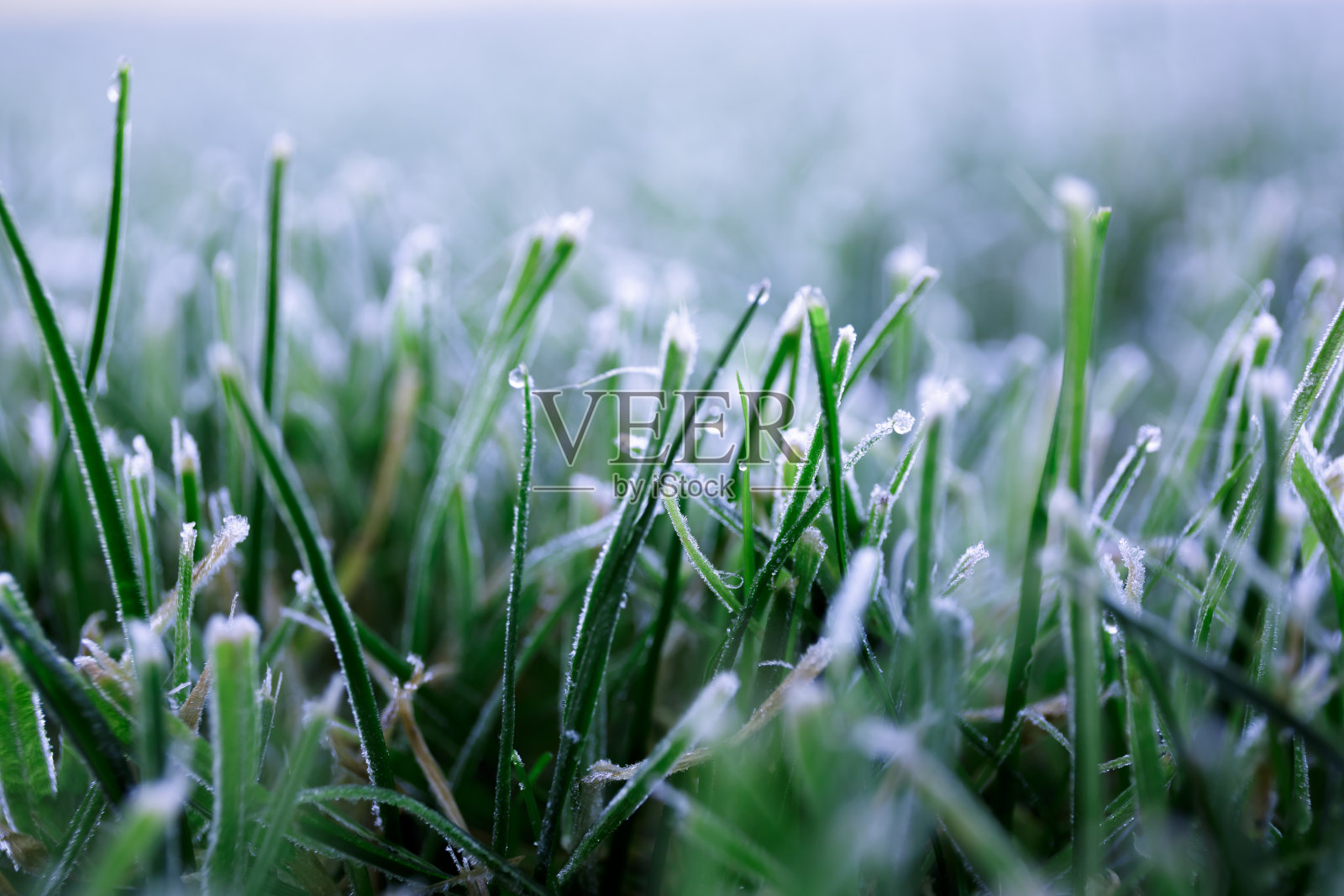 青草上的晨露结了冰。第一次霜冻。为过冬准备草坪特写镜头。副本的空间。横幅。深秋。天气预报的概念背景。自然的细节。冬季照片摄影图片
