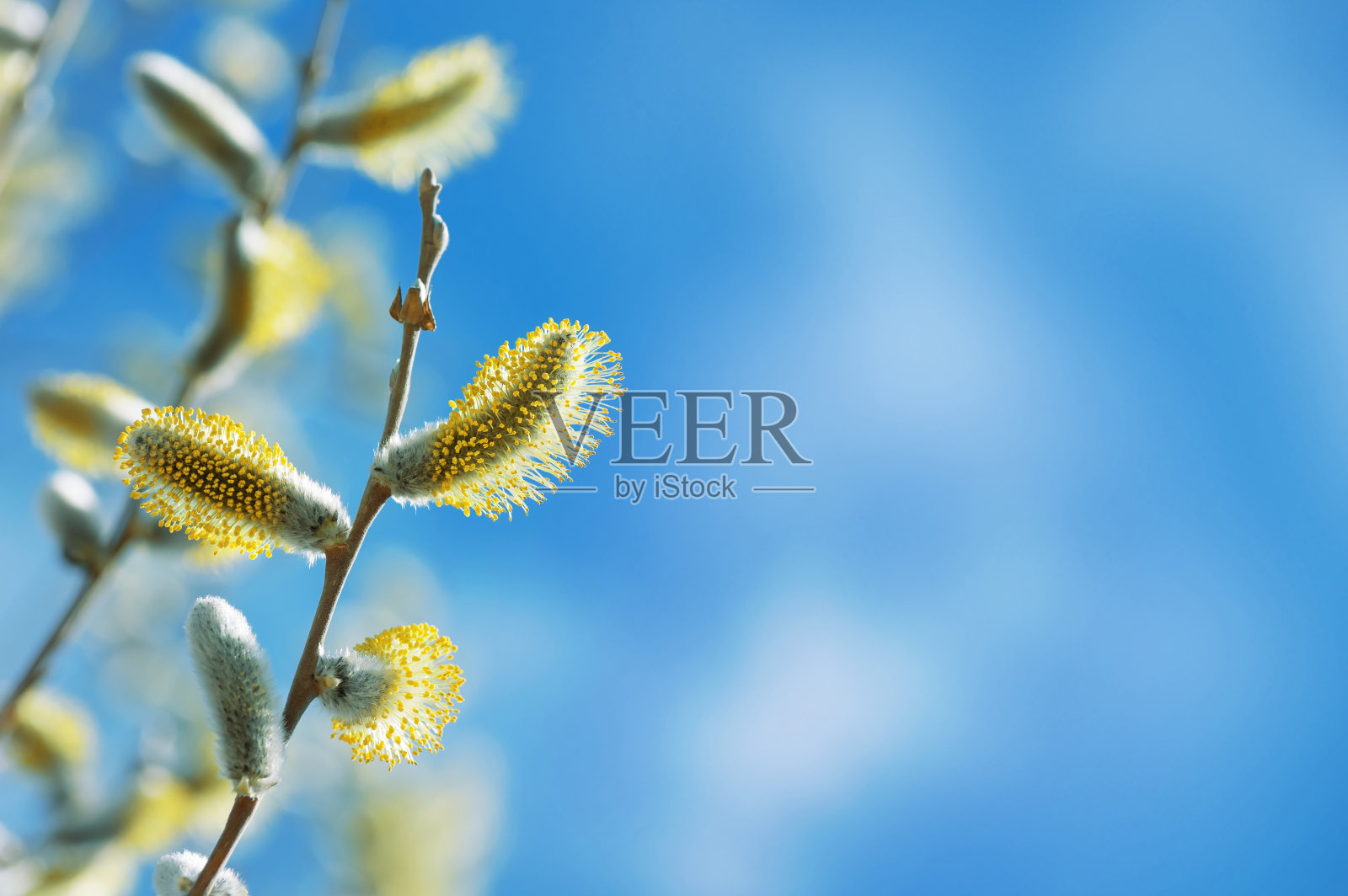 春天的柳树照片摄影图片