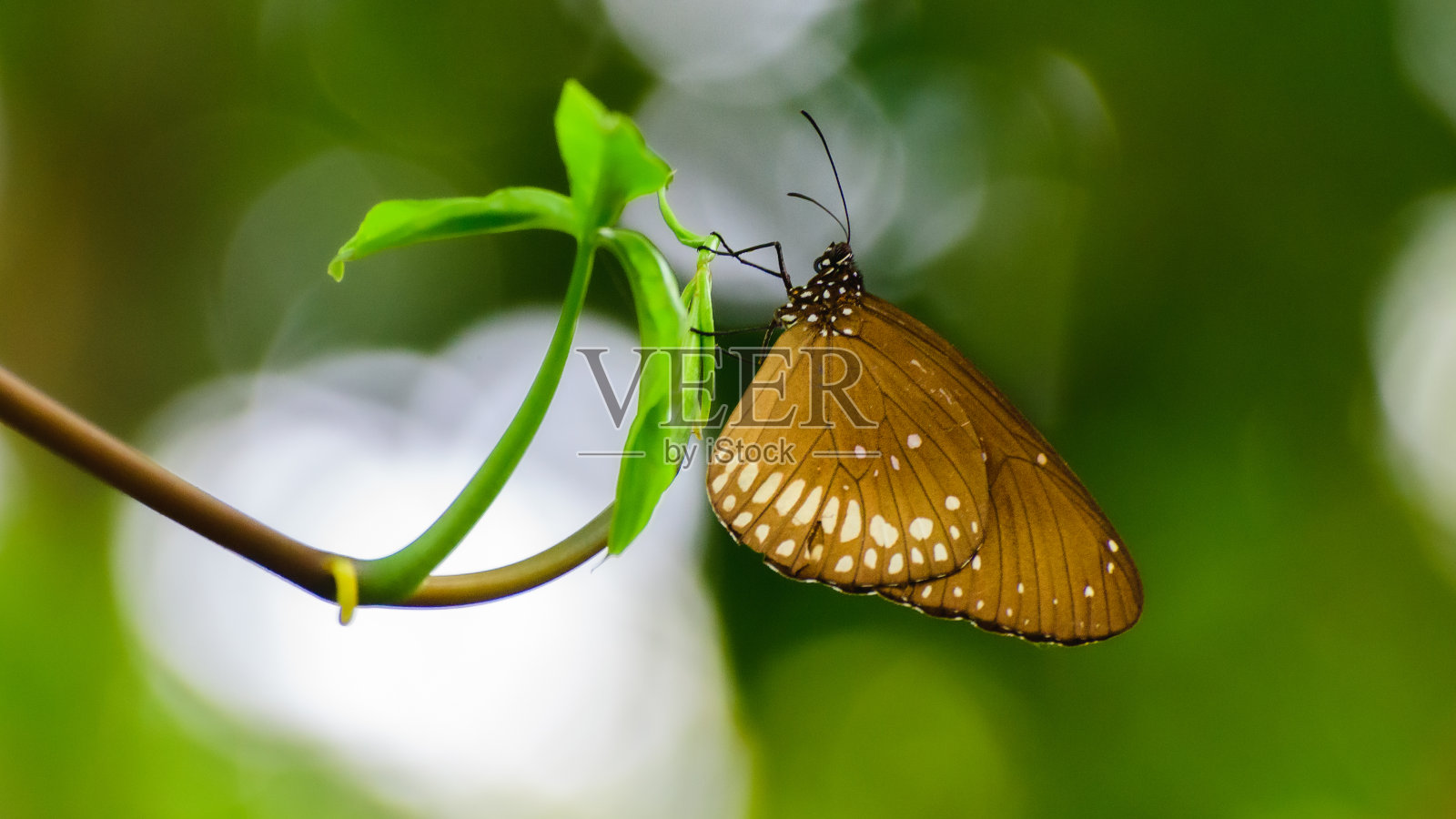 自然中的蝴蝶特写镜头，绿色散景背景。照片摄影图片