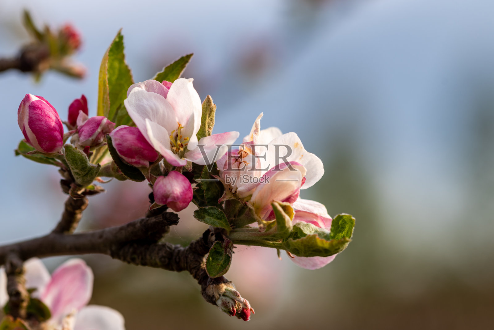 白色和粉红色的苹果树花照片摄影图片
